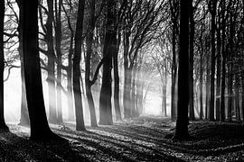 Schwarzer und weißer Wald