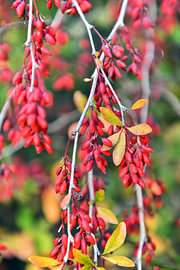 Scharlachrote Beeren der Berberitze im Herbstgarten