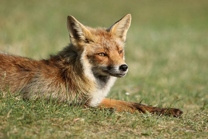 Fuchs (Vulpes vulpes) von Ronald Pol