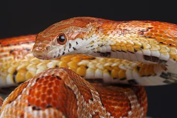 Korenslang (Pantherophis guttatus) van Ronald Pol