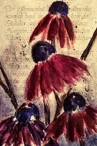 Roter Sonnenhut - Echinacea angustifolia