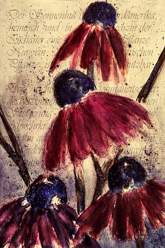 Paarse echinacea -  Echinacea angustifolia