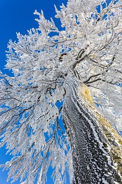 Snow crown by Daniela Beyer