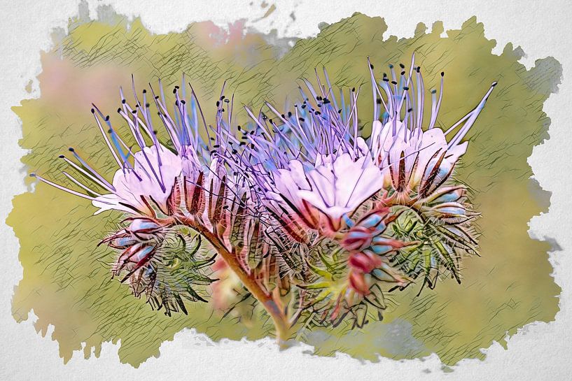 Phacelia bloem van Rob Boon