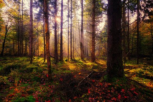 image atmosphérique d'une forêt d'automne