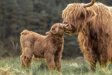 Schotse hooglander, Schotland van Edwin Kooren