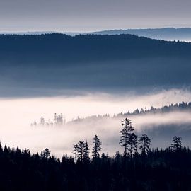 The Black Forest, Germany by Marieke Feenstra
