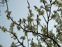 Boom met bloesems