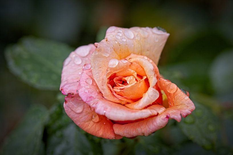 Pink Rose by Rob Boon