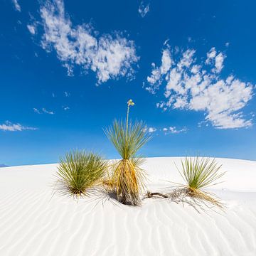 NEW MEXICO White Sands National Monument van Melanie Viola