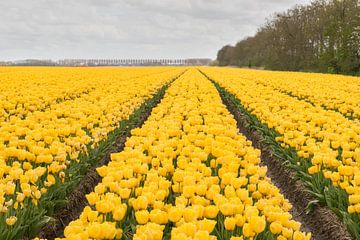 Tulips in the Dutch Noordoostpolder by Tonko Oosterink
