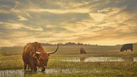 Highlanders van Wim van Beelen thumbnail
