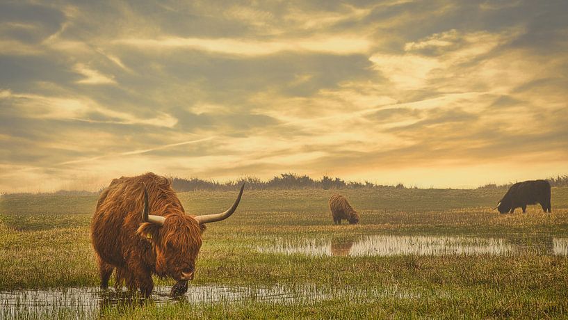 Highlanders van Wim van Beelen