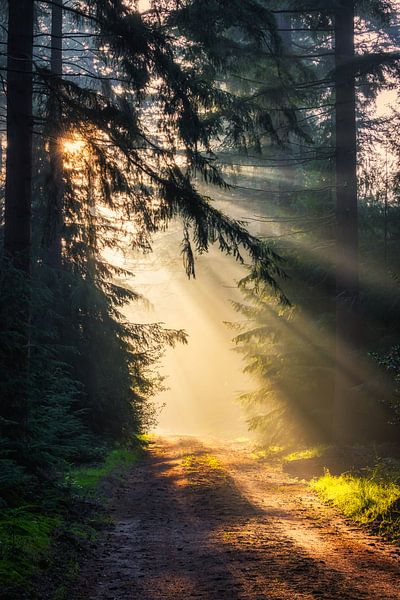 Ein Weg zur Sonne von Jaimy Leemburg Fotografie