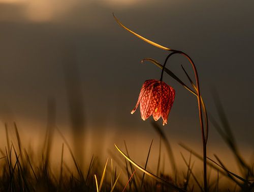 Kievitsbloem in het laatste zonlicht