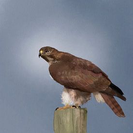 Buizerd, roofvogel op paal van Emmy Van der knokke