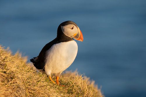 Un macareux moine sur la falaise