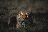 Tiger im Gras liegend