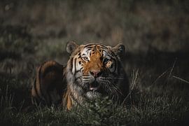 Tiger lying in the grass by Jolien Berntsen