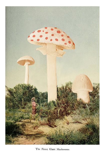 Le meilleur champignon géant, Florent Bodart par 1x