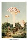 The Finest Giant Mushroom, Florent Bodart by 1x thumbnail