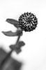 Distel in de knop in zwartwit van Tot Kijk Fotografie: natuur aan de muur thumbnail