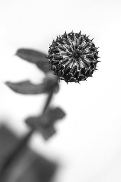 Distel in de knop in zwartwit van Tot Kijk Fotografie: natuur aan de muur