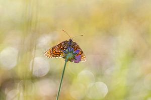 Morgenglanz. Schmetterling/Silbermond zwischen Morgentautropfen