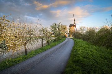 Bloesem op de dijk