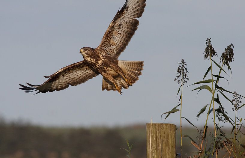 Gliding by Anne Dijkhoff