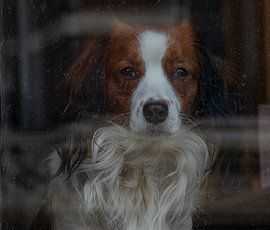 staring through a window