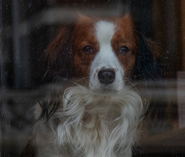 Staring trough a window by Reinier de Rooie