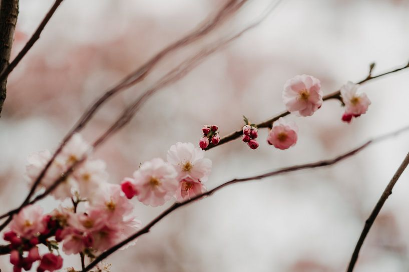 Pink cherry blossom by Yvette Baur