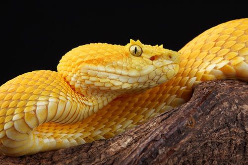 Wimpergroefkopadder (Bothriechis schlegelii)