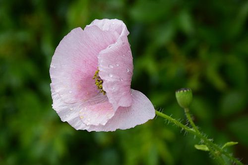 Blush in the rain