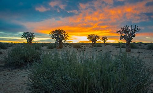 Kokerbomen bij zonsopkomst in de Kalahari woestijn, Namibië
