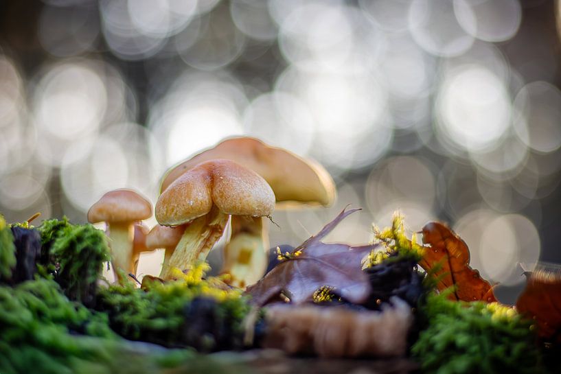 Couleurs d'automne par Shanna van Mens Fotografie