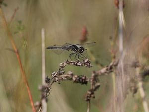 Schwarze Heidelibelle