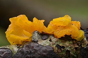 Yellow quaking fungus (Tremella mesenterica)