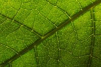 Macro leaf