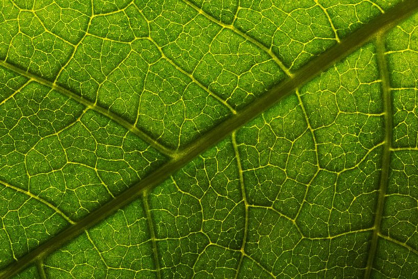 Makro-Blatt von Michiel Mos