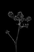Dark berry portrait