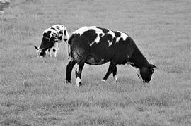 Schafe in Schwarz und Weiß von Lisanne Rodenburg