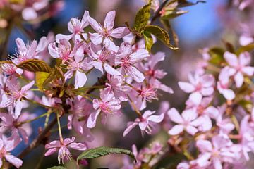 Roze kleurige springboom van Martina Weidner