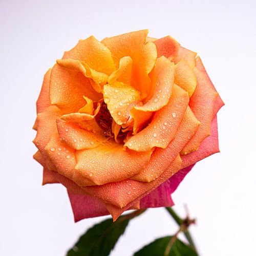 Rose with waterdrops