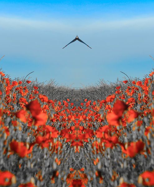Mohnfly von Andreas Biwersi