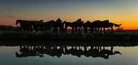 Groep paarden reflectie van Jo Pixel thumbnail