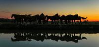 Groep paarden reflectie