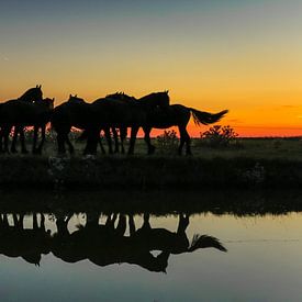 Groep paarden reflectie von Jo Pixel