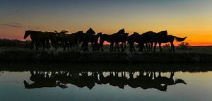 Groep paarden reflectie sur Jo Pixel